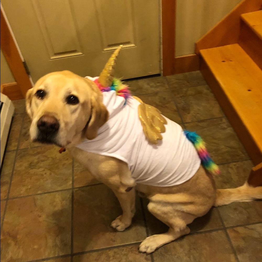 Meet your Posher, Jake